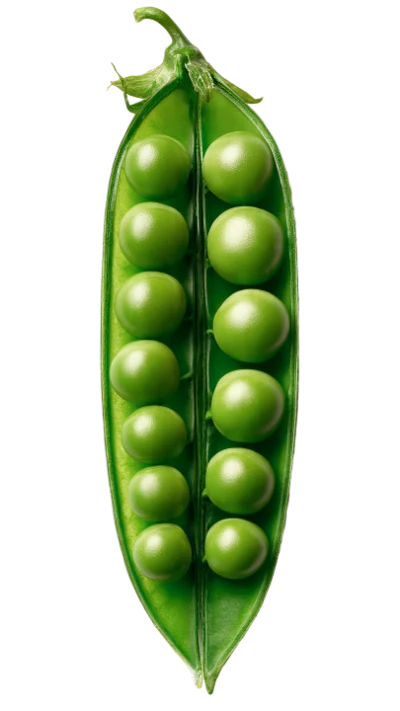Fresh Green Pea Pod