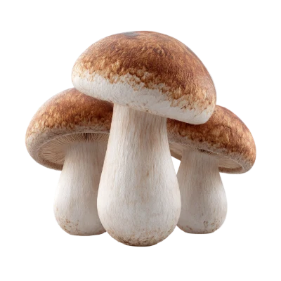 Fresh Porcini Mushrooms