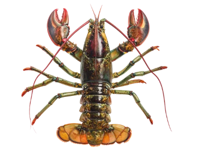 Fresh Raw Lobster