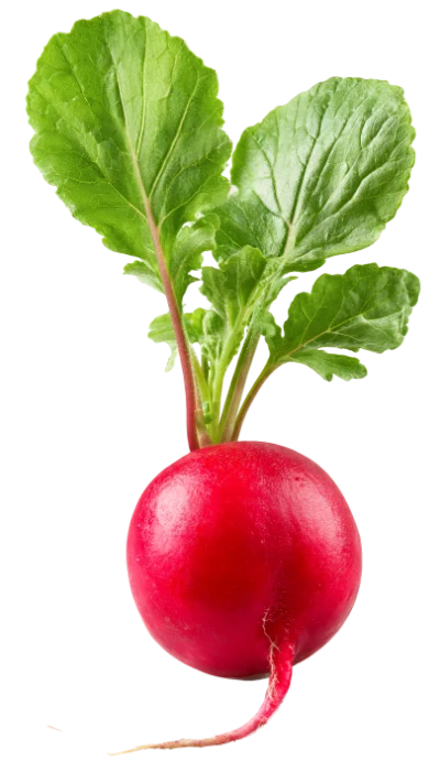 Fresh Red Radish
