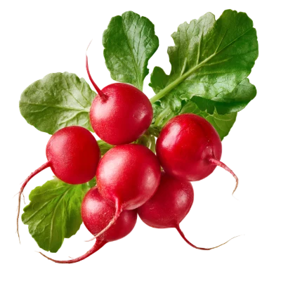 Fresh Red Radish Bunch