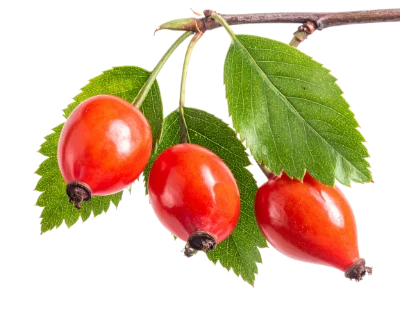 Fresh Red Rose Hips