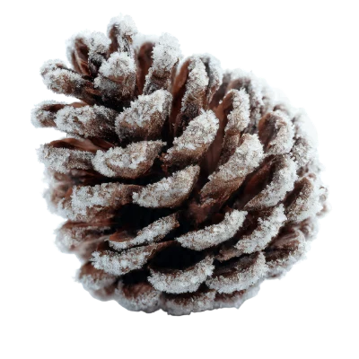 Frosted Pine Cone