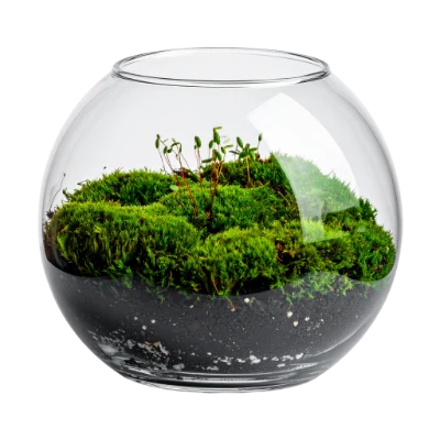 Glass Moss Terrarium