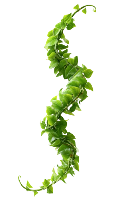 Green Climbing Vine