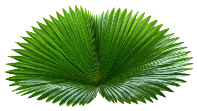 Green Fan Palm Leaf