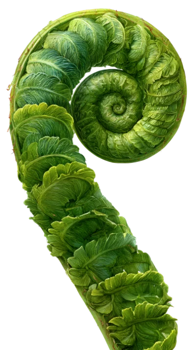 Green Fern Fiddlehead Frond