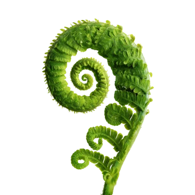 Green Fern Fiddlehead Leaf