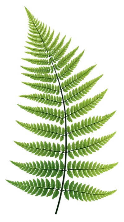 Green Fern Leaf