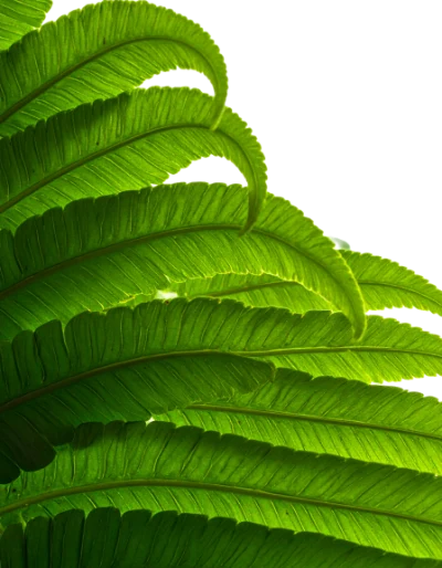 Green Fern Leaves
