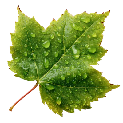 Green Maple Leaf Dew