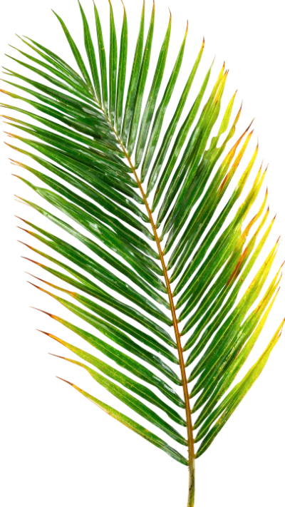 Green Palm Leaf