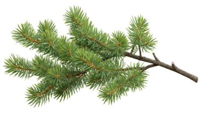 Green Pine Tree Branch