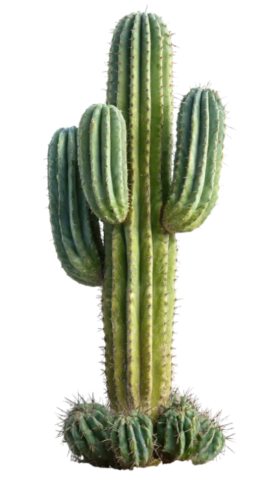 Green Saguaro Cactus Plant