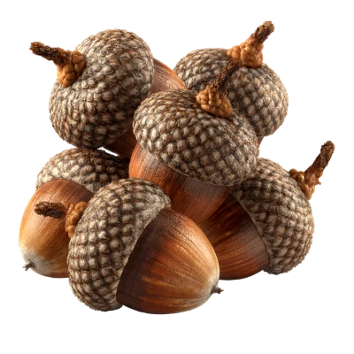 Group Of Brown Acorns