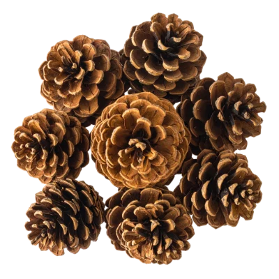 Group Of Pine Cones