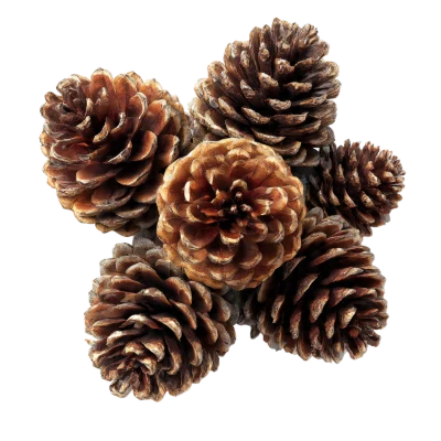 Group Of Pine Cones