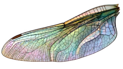 Iridescent Dragonfly Wing