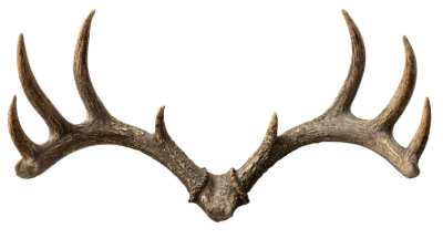 Large Deer Antlers