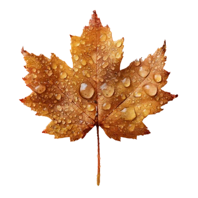 Maple Leaf With Dew