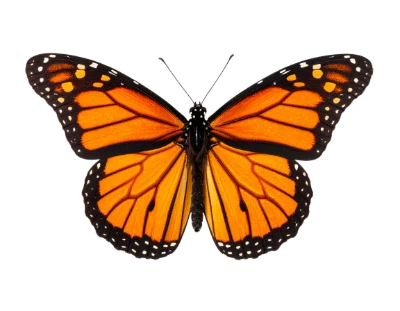 Monarch Butterfly Wings