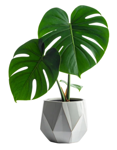 Monstera Plant In Pot