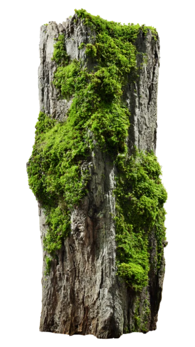 Mossy Tree Trunk