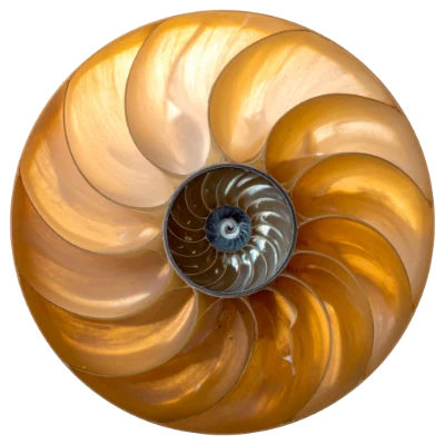 Nautilus Shell Cross Section