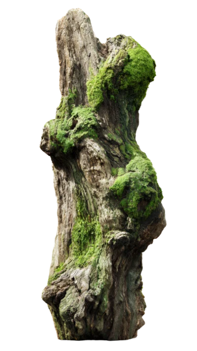 Old Tree Trunk With Moss