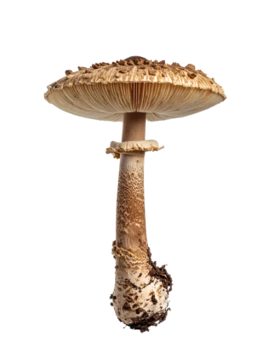 Parasol Mushroom Fungus