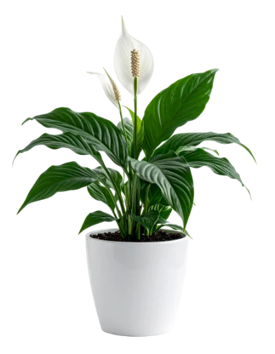 Peace Lily Houseplant