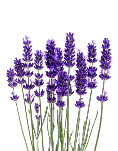 Purple Lavender Flower Bouquet