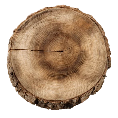Round Wood Log Cross-Section