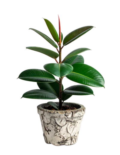 Rubber Plant In Pot