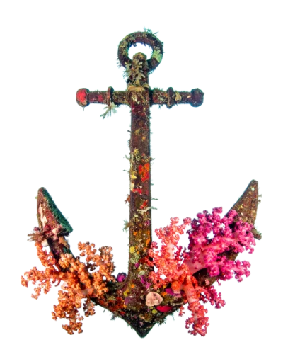 Rusty Anchor With Corals