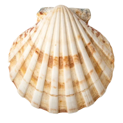 Scallop Sea Shell