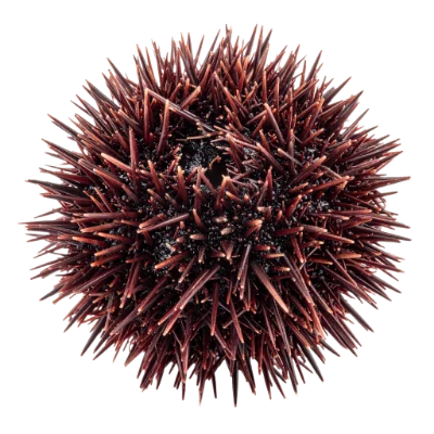 Sea Urchin Shell