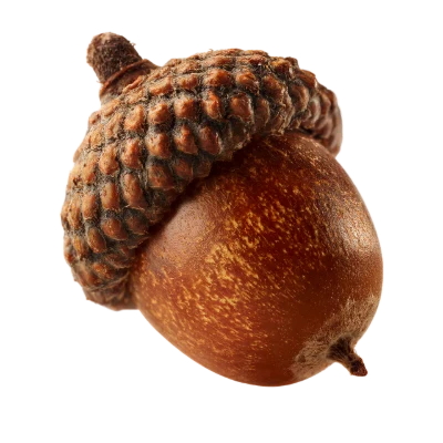 Single Brown Oak Acorn