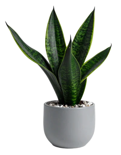 Snake Plant In Pot