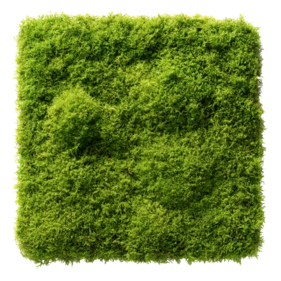 Square Green Moss Texture