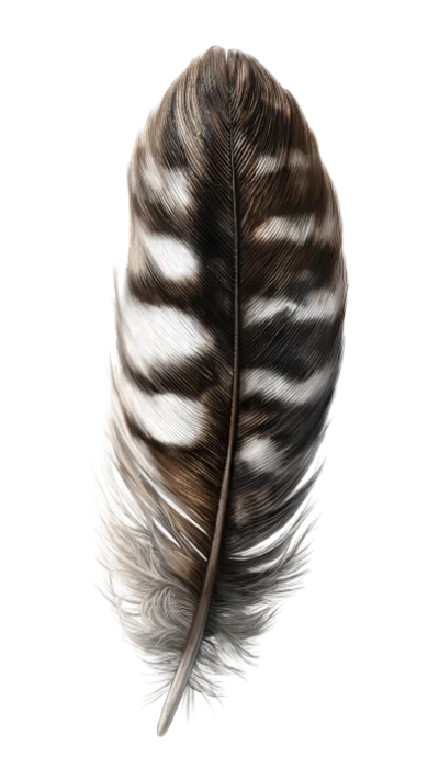 Striped Bird Feather