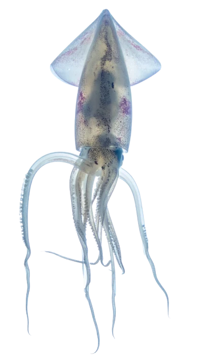 Transparent Deep Sea Squid