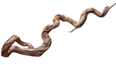 Twisted Dry Tree Branch