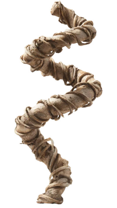 Twisted Tree Root Branch
