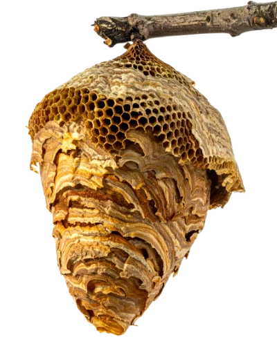 Wasp Nest On Branch