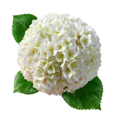 White Hydrangea Flower Bloom