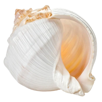 White Sea Shell