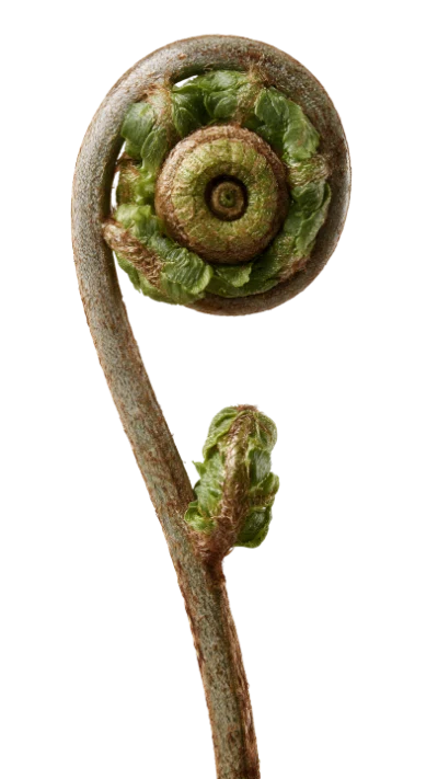 Young Fern Fiddlehead Frond