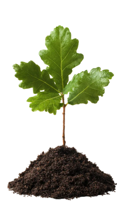 Young Oak Sapling