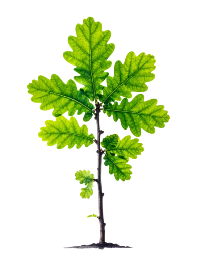 Young Oak Sapling